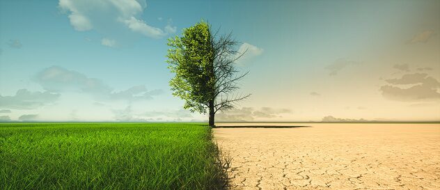 A tree is shown in the middle of an empty field.